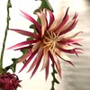 Эпифиллум Ангулигер (Epiphyllum Anguliger)